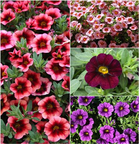 Mulitple Varieties | Calibrachoa - Million Bells | Shades of Green Inc.