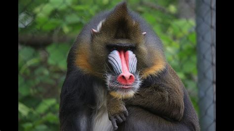 Mandrill Facts For Kids | Kids Matttroy