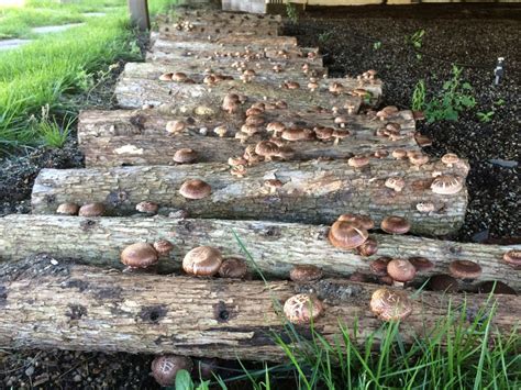 Urban shiitake mushroom logs NYC Garden Club, Diy Garden, Growing ...