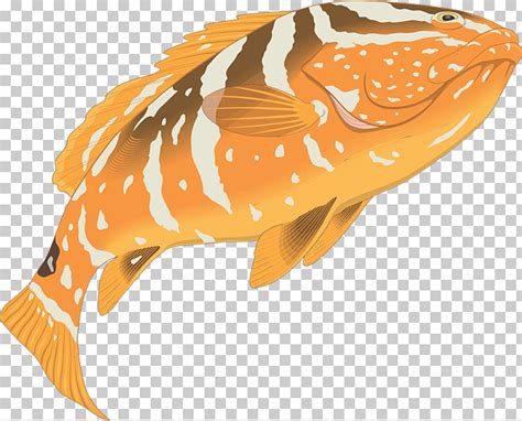 grouper clipart 10 free Cliparts | Download images on Clipground 2024