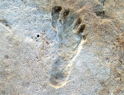 The Oldest Human Footprints in North America Could Redefine Prehistory ...