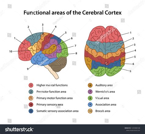 9.801 Cerebral Cortex Images, Stock Photos & Vectors | Shutterstock