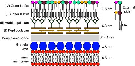 Tuberculosis Bacteria Structure