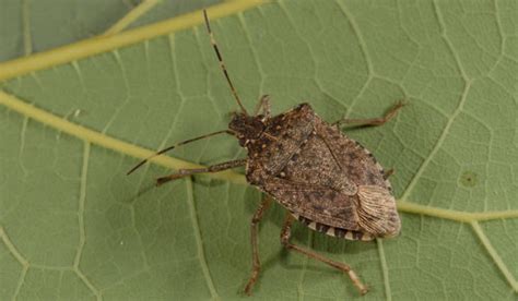 stink bug life cycle pictures - Sharen Savoy