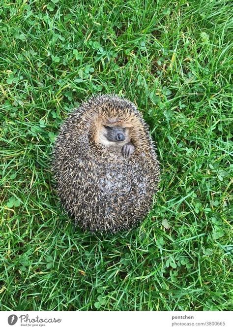 A hedgehog lies sleeping on his back in the grass - a Royalty Free ...