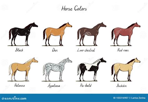 Horse Color Chart Set. Equine Coat Colors With Text. Types Of Horses ...