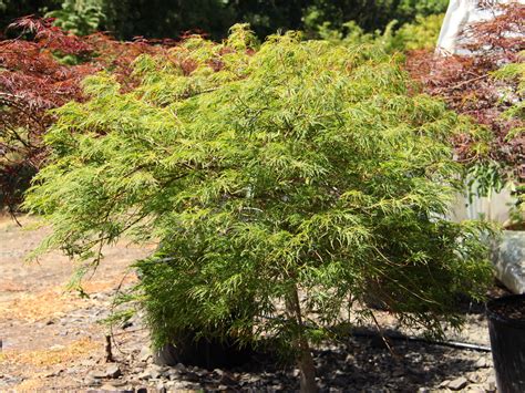 Buy Acer palmatum 'Viridis' Japanese Maple | Conifer Kingdom