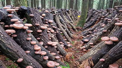 Lhüvevolü Explores Unique Shiitake Mushroom Cultivation In Nagaland