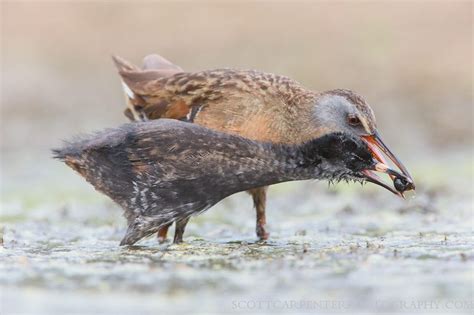 Virginia Rail - East Cascades Audubon Society