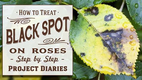 How to: Treat Black Spot on Roses (A Complete Step by Step Guide ...