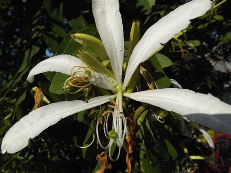 A esta planta que es un árbol la llamamos pata de vaca o pesuña de vaca ...