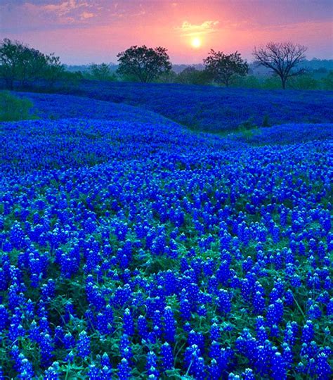 Texas Bluebonnets, | Beautiful nature, Landscape, Beautiful landscapes