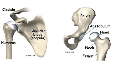 [View 21+] Ball And Socket Joint Movement Shoulder