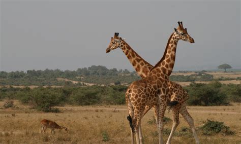 Murchison Falls Safari | Uganda Safaris | BenefacTours