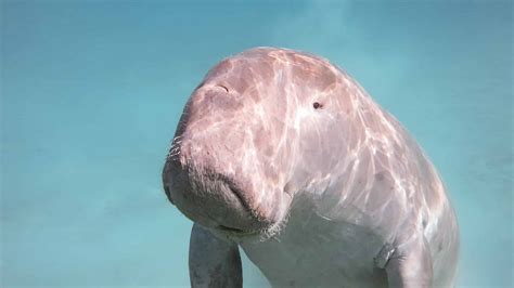 Dugong Animal Facts Dugong Dugon A-Z Animals, 59% OFF