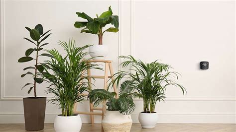 Planters & Pots Outdoor & Gardening Home & Living Live Fern Plant ...