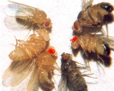 Why do scientists study fruit flies? - Pretty Smart Science