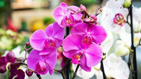 'How often should I water my orchid?' Our house plant experts give you ...