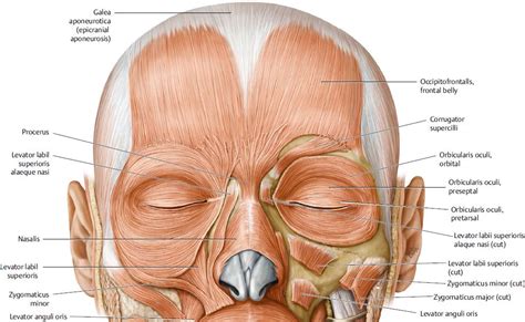 Pin on Eye Anatomy