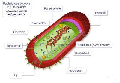 ¿Qué es una célula procariota? - Glosario de ciencias | Ambientech