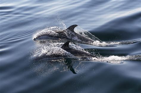 Faroe Islands government sets new quota for dolphin hunt