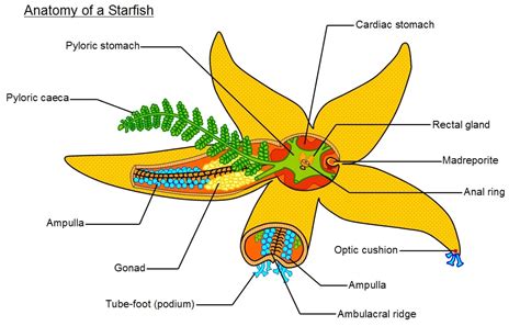 Starfish: Characteristics, reproduction, habitat, types and more