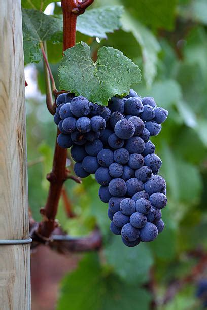 Royalty Free Pinot Noir Grape Pictures, Images and Stock Photos - iStock