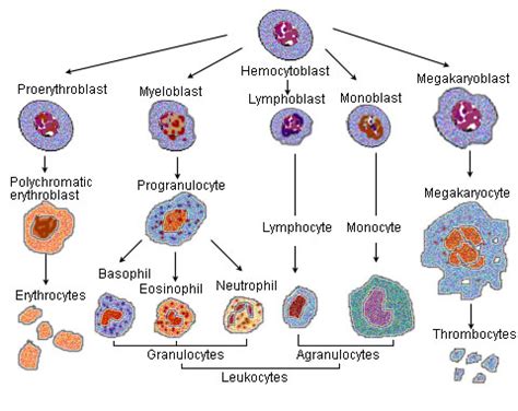 Describe the Formation of Blood Cells - Olivia-has-Colon