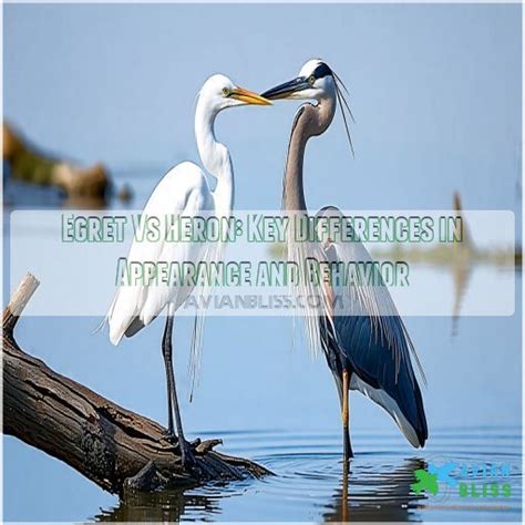 Egret Vs Heron: Key Differences in Appearance and Behavior