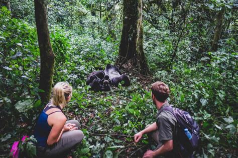 How To Check Gorilla Trekking In Uganda Off The BUCKET LIST