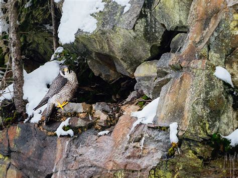 Peregrine Falcon Nesting: A Complete Guide | Birdfact