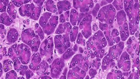 200以上 pancreas histology exocrine cells 149762