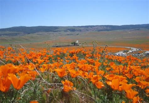 Antelope Valley Poppy Reserve Day Trip Visit Natures Garden