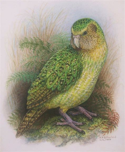 50. KAKAPO-Original Watercolor Painting by https://allansutherland ...