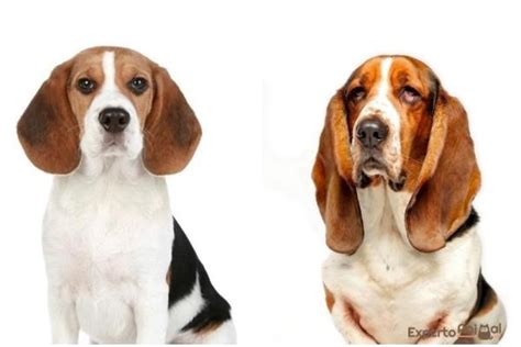 How to Tell the Difference between a Beagle and a Basset Hound