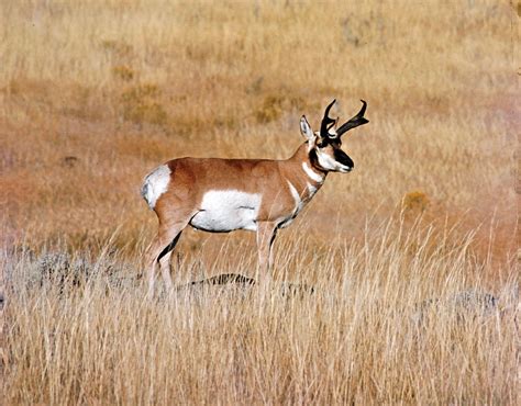 Pronghorn Antelope