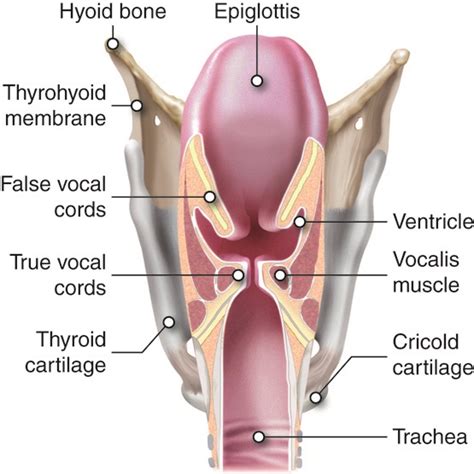 Cenveo - Drawing Larynx and vocal cords - English labels | AnatomyTOOL