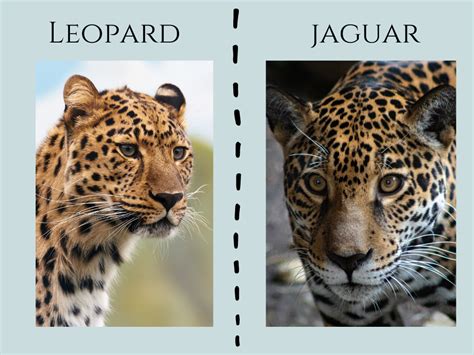 Jeevoka - Leopard vs. Jaguar - Comparing the two big cats!