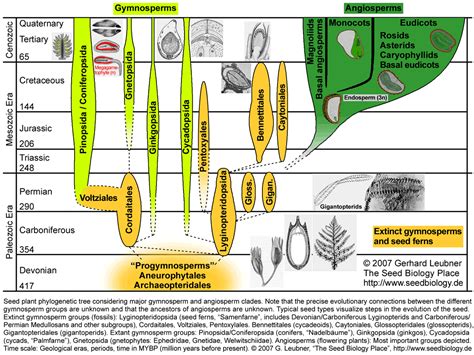 seed plant evolution | Gymnosperm, Evolution, Biology google