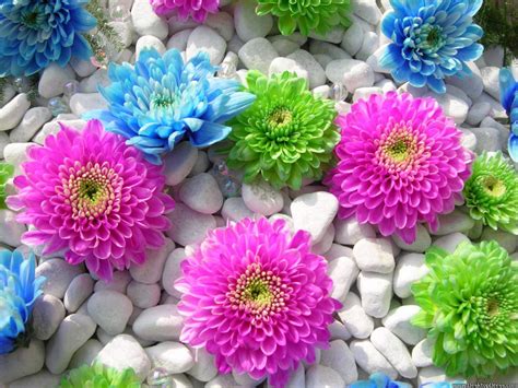 Colorful Flower Wallpaper - GAMBAR BUNGA