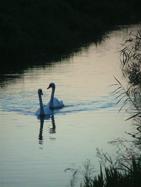 Louth Navigation Canal | Wild Swimming - outdoors in rivers, lakes and ...