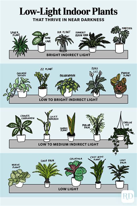 Best Indoor Plants For Low Light Australia | Shelly Lighting