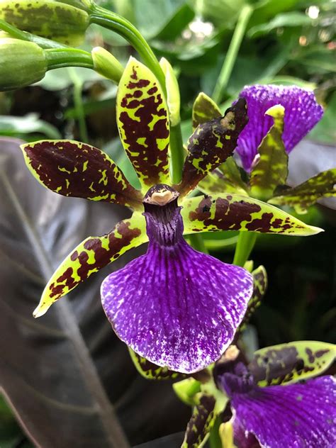 Our ULTIMATE Guide to Zygopetalum Orchids!