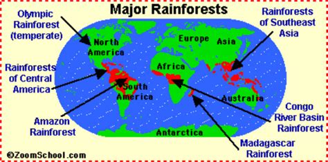 Rainforest Biome - Home