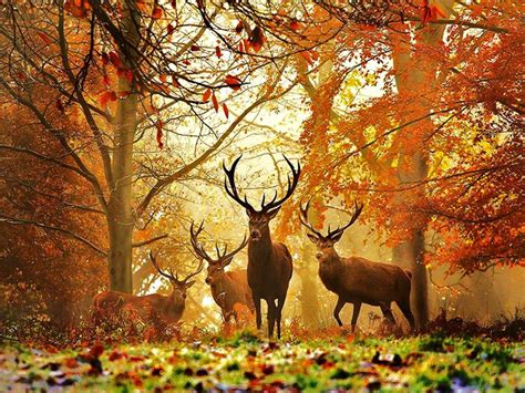 Deer Fall Wallpapers - Wallpaper Cave