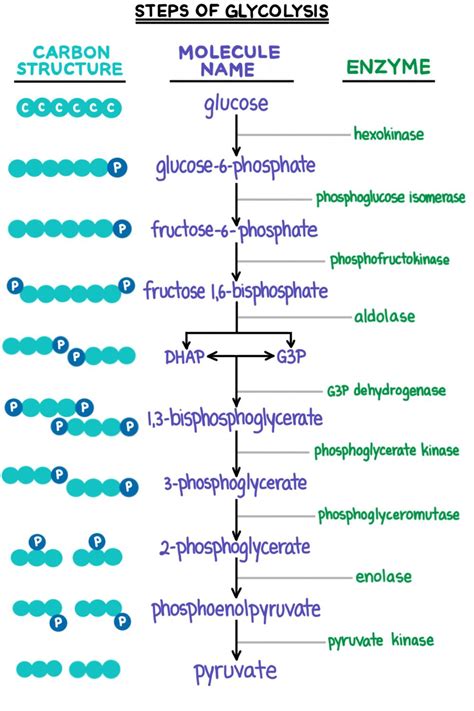 Glycolysis (Cellular Respiration) — Summary & Steps - Expii