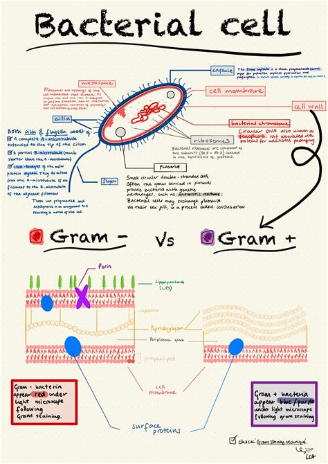 Bacterial cell - structure and function | Microbiology study, Biology ...