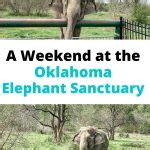 Weekend at the Oklahoma Elephant Sanctuary | That Texas Couple