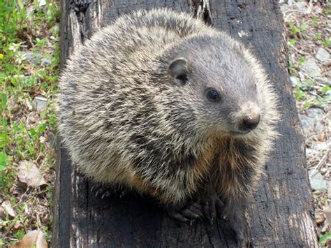 Into the Woods › Baby groundhogs