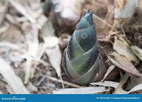 Bamboo shoot stock photo. Image of delicious, crisp, unprocessed - 79015182